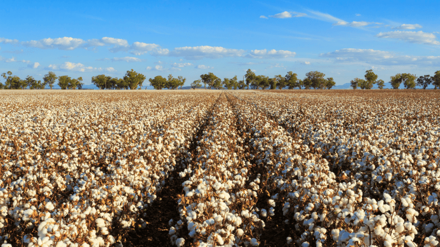 Enhancing Productivity of Cotton in&nbsp;India