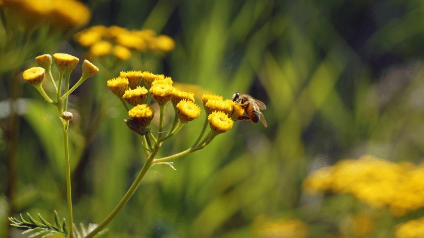 No Wild, No Life – Need for Sustainable Co-Existence with&nbsp;Nature